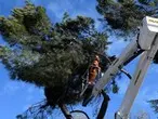 poda de árboles en altura poda árboles madrid
