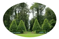 Talas y podas de árboles y palmeras Tala y poda arboles y palmeras