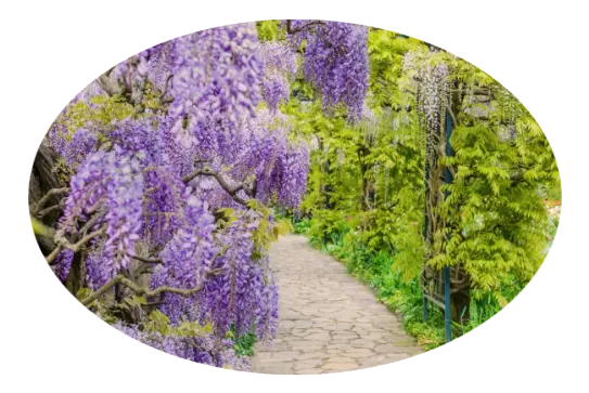Servicio de Jardinería Mantenimiento de jardines