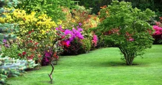 Limpieza de Jardines: Transformamos Tu Espacio Verde Limpieza de Jardines, Tu Espacio Verde
