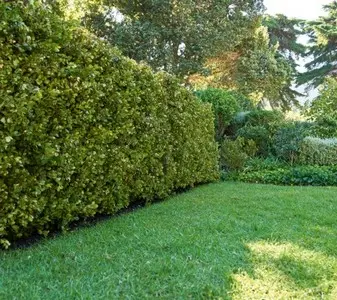 Jardines Impecables: Limpieza y Mantenimientos Profesional Limpieza y Mantenimiento Profesional
