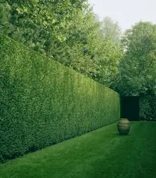 desbroces y mantenimientos Desbrozamos y mantenemos jardines