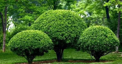 Jardines empresa de mantenimiento Mantenimiento de jardines y setos