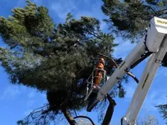 Tala y podas de altura Empresa de podas en altura