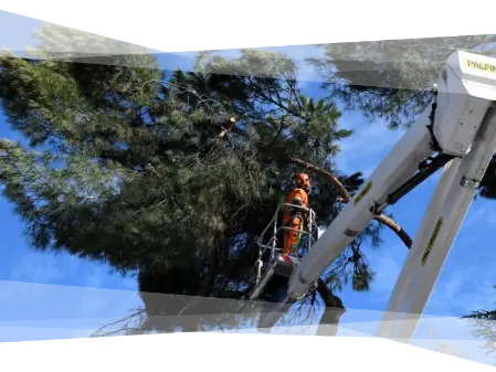 PODA Y TALA DE ÁRBOLES Instaladores de riego automático